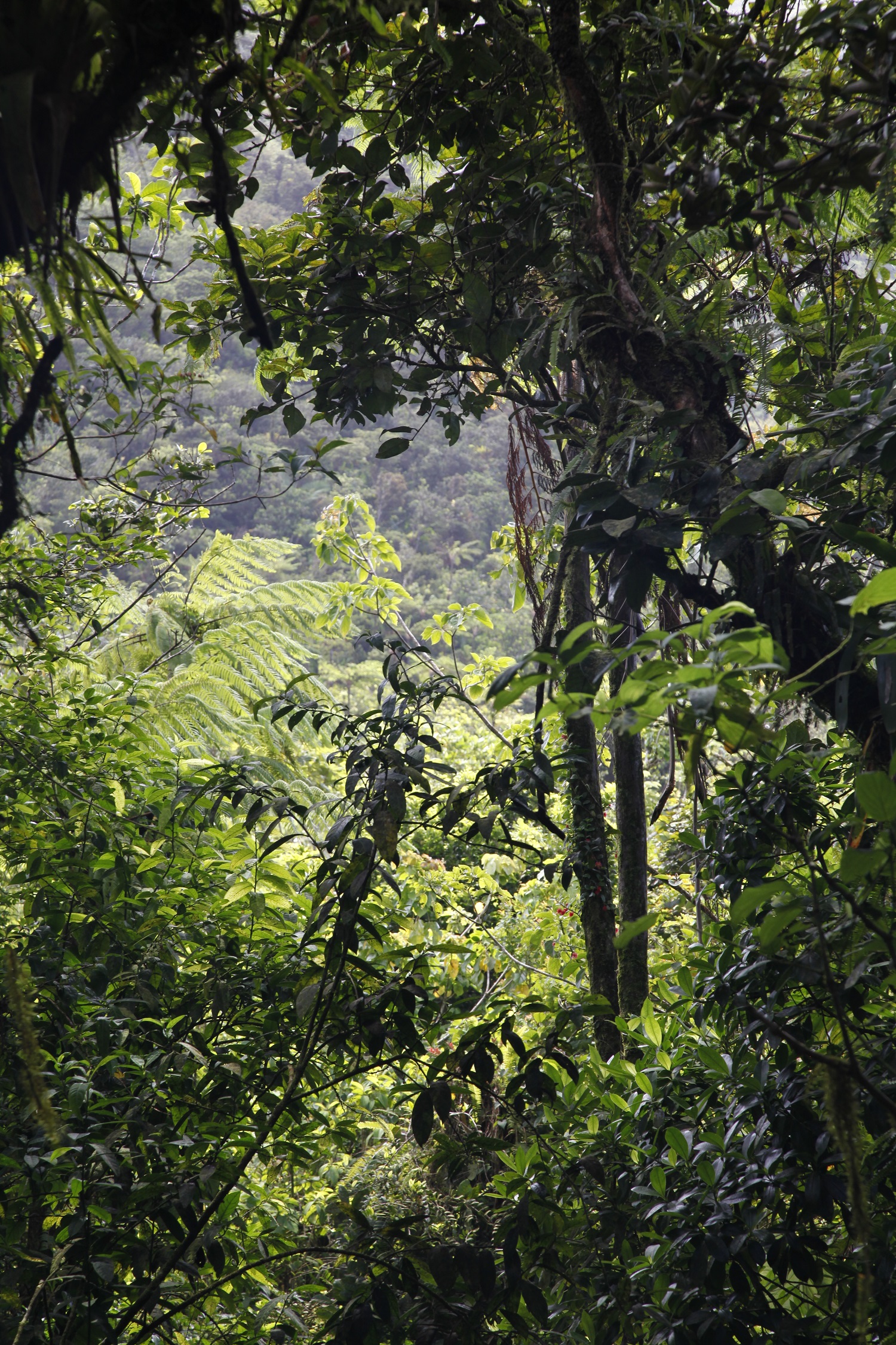 hike Pitons du Carbet